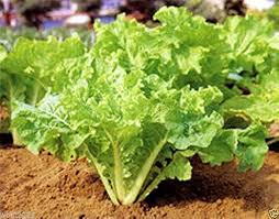 Frilly Leaf Pak Choi Fun Jen Seeds - 500mg Hybrid Brassica rapa (Non-GMO)