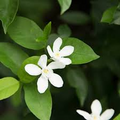 Wrightia antidysenterica (Asian Snow Jasmine) Bare Root Starter Live Plant 2-5" tall, Fragrant White Flowers
