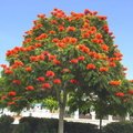 African Tulip Tree Seeds (Spathodea campanulata) – Exotic Blooms, Zones 10-12, 10 Seeds