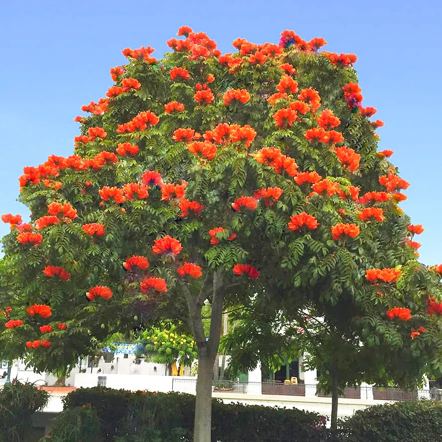 African Tulip Tree Seeds (Spathodea campanulata) – Exotic Blooms, Zones 10-12, 10 Seeds
