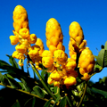 20 Candle Bush Seeds (Cassia Alata) - Fast-Growing Senna Tree Butterfly Flower Seeds