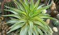 Agave Desmetiana 'Variegata' - Smooth Variegated Agave Starter Plant, 6-8" Wide