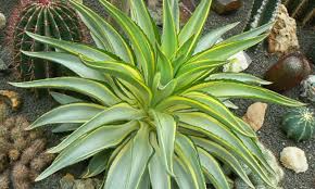 Agave Desmetiana 'Variegata' - Smooth Variegated Agave Starter Plant, 6-8" Wide