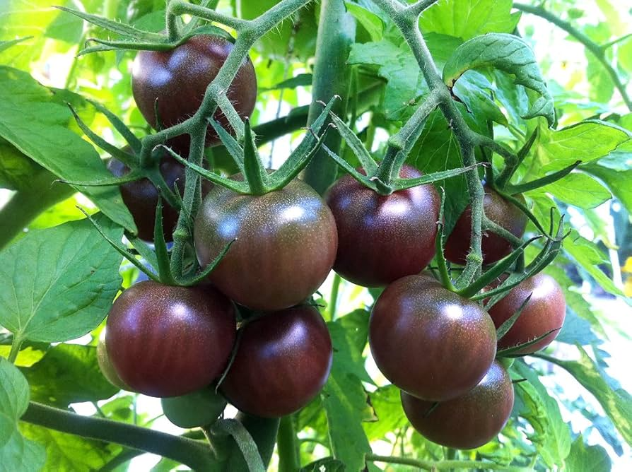 Black Cherry Tomato Seeds - Heirloom, Non-GMO, 1" Fruit, 65 Days, Indeterminate