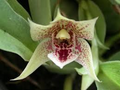 Promenaea riograndensis Miniature Orchid Seedling in 2" Pot – Live Blooming Starter Plant