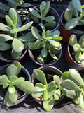2 Rooted Jade Plants (Crassula Argentea) – Money Plant – Starter Succulents, No Pot