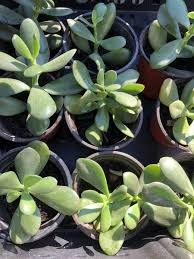 2 Rooted Jade Plants (Crassula Argentea) – Money Plant – Starter Succulents, No Pot