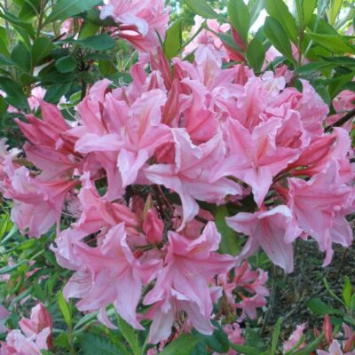 Spring Sensation Aromi Azalea - Deciduous Hybrid Starter Plant (Live Bare-Root) Zones 6-9
