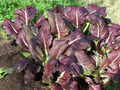 Red Giant Mustard Seeds (Brassica juncea) 1,500 Non-GMO Heirloom for Microgreens or Greens