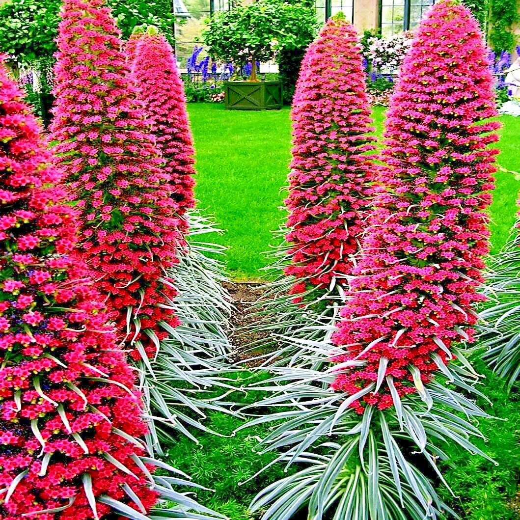 Tower of Jewels Seeds (Echium wildpretii) - Pink-Red Blooms, Hummingbird Magnet, 6-9 ft Tall