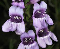Penstemon venustus (Venus Penstemon) Seeds — Lavender Wildflower, Pollinator-Friendly