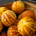 Tigger Melon Seeds - Heirloom, Non-GMO | 90 Days to Maturity