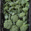 Broccoli Di Cicco Seeds - 1g Heirloom Non-GMO, Tender, High-Yield Brassica oleracea