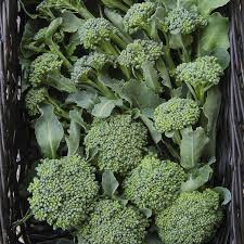 Broccoli Di Cicco Seeds - 1g Heirloom Non-GMO, Tender, High-Yield Brassica oleracea