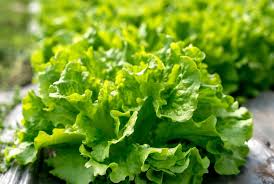 Black Seeded Simpson Lettuce Seeds - 1g Lactuca sativa Heirloom, Non-GMO