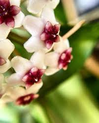 Hoya Golden Eye - Rare Mike Miyashiro Hybrid, 4" Pot, Starter Plant
