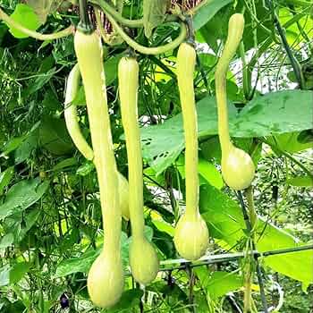 Tromboncino Squash Seeds - 25+ Heirloom Italian Seeds - USA Grown, Container Friendly