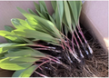 Ramps (Wild Leeks) Bulbs - Allium tricoccum, 5 Bare Root, Organic, for Planting