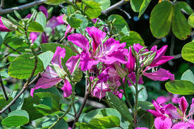 Bauhinia Purpurea Seeds - Orchid Tree (Purple Camel's Foot) 10 Seeds for Planting