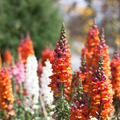 Antirrhinum majus Passion Red Mix Snapdragon Seeds - 1000+ Seeds for Garden & Cut Flowers