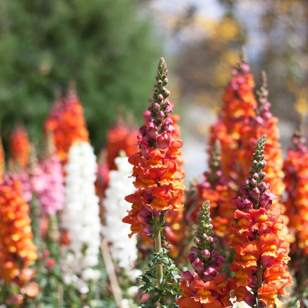 Antirrhinum majus Passion Red Mix Snapdragon Seeds - 1000+ Seeds for Garden & Cut Flowers