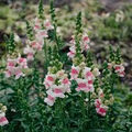Antirrhinum majus Opus Appleblossom Snapdragon Seeds - 1000+ Soft Pink & White Blooms
