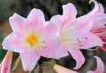 Amaryllis Belladonna Pink Naked Lady Bulb - Fragrant Pink Blooms, Rock Garden, Zones 8-11