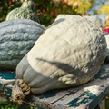Blue Hubbard Squash (Cucurbita maxima) Seeds - Heirloom Winter Squash, 10 Seeds