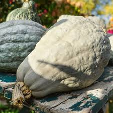 Blue Hubbard Squash (Cucurbita maxima) Seeds - Heirloom Winter Squash, 10 Seeds
