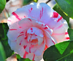 LA Peppermint Camellia Japonica Starter Plant (4L) – Fragrant Double Blooms, Evergreen Shrub for Shade Gardens, Zones 7a-9b
