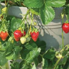 Seascape Strawberry Bareroot Plants (10 Live Plants) | Everbearing, Zone 4-9