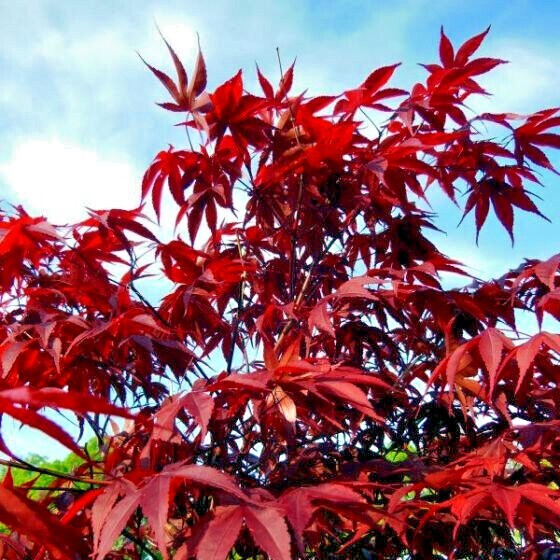Dwarf Japanese Red Linear-Leaf Maple Seeds (Acer scolopendrifolium) - 10 Seeds