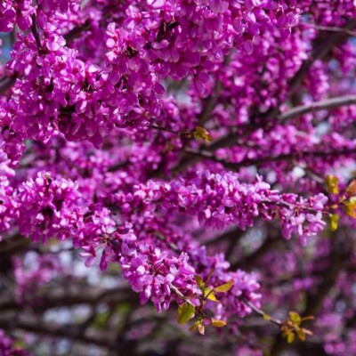Judas Tree Seeds (Cercis siliquastrum) – Mediterranean Redbud, Fast-Growing & Hardy