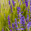 Penstemon Acuminatus Seeds | Sand-dune Beardtongue Native Wildflower