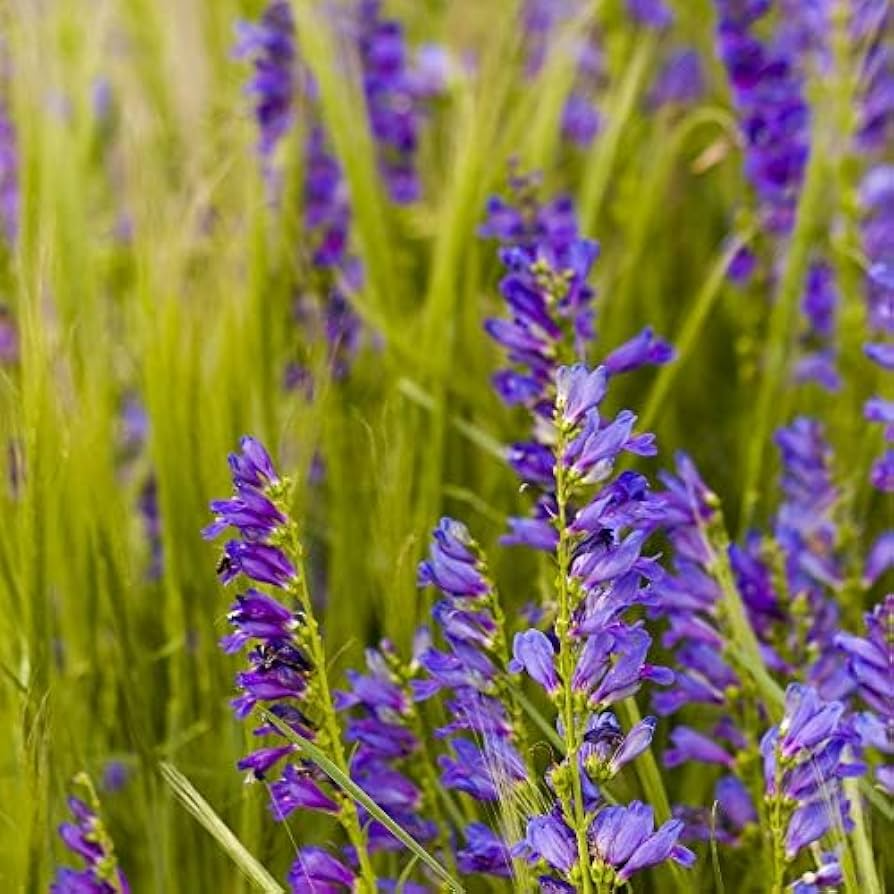 Penstemon Acuminatus Seeds | Sand-dune Beardtongue Native Wildflower