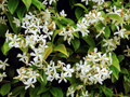 Night Blooming Jasmine (Cestrum nocturnum) - 6-10" Tall Starter Potted Plant