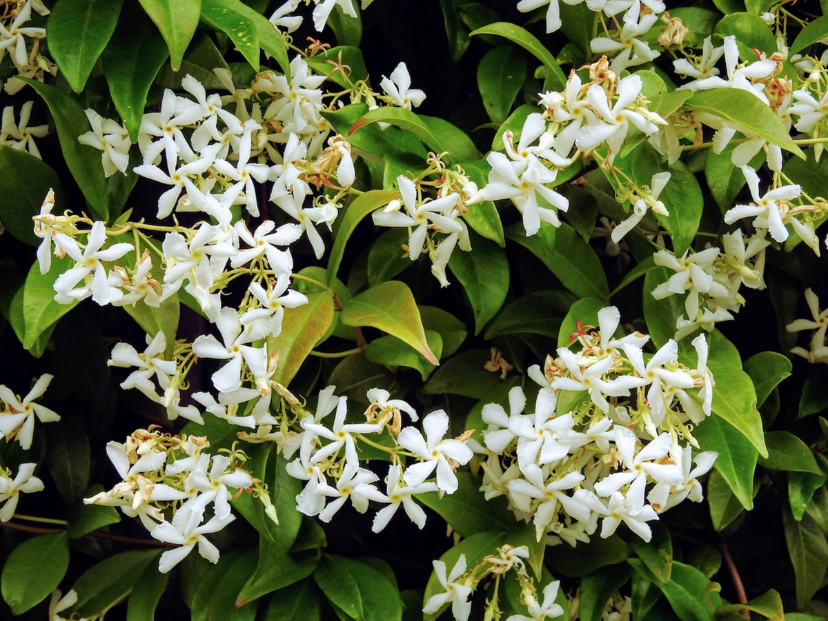 Night Blooming Jasmine (Cestrum nocturnum) - 6-10" Tall Starter Potted Plant