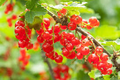 Red Lake Currant Hardwood Cuttings – 8 Fresh 6-10" Cuttings | Edible Berries | Easy to Grow
