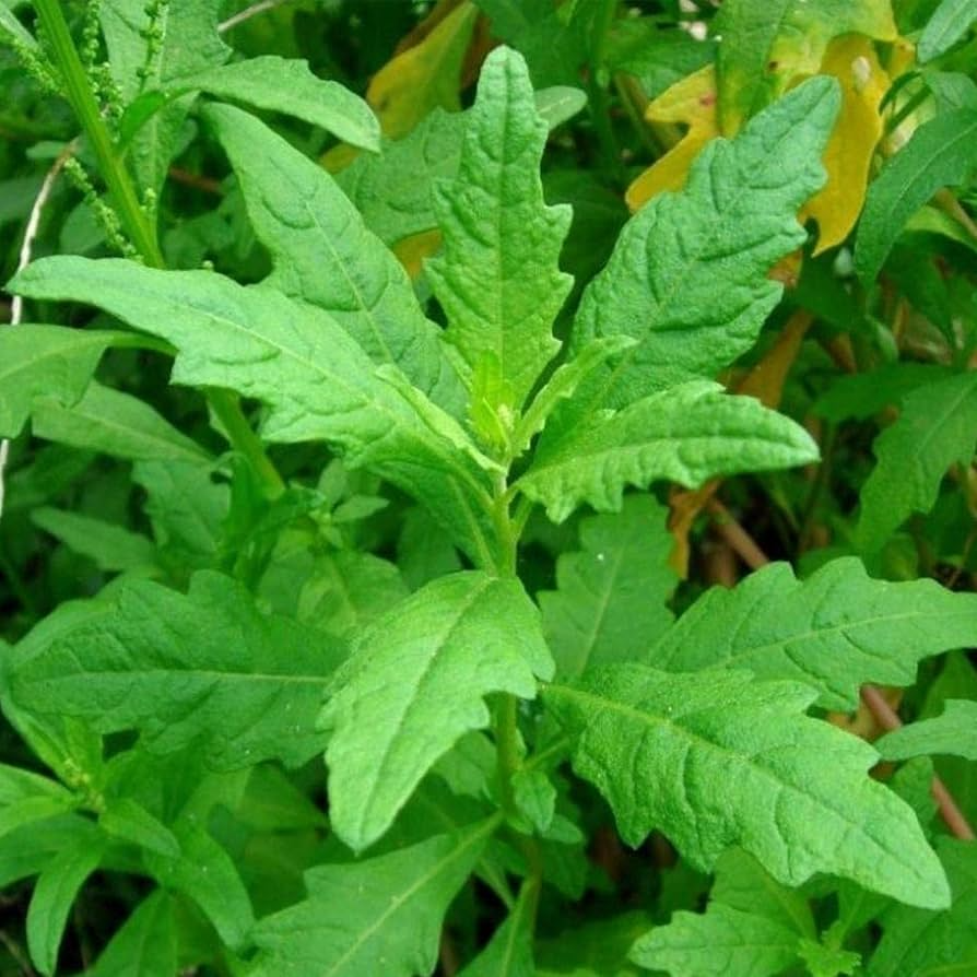 Epazote Seeds - 300 Non-GMO Chenopodium Ambrosioides | Mexican Culinary Herb
