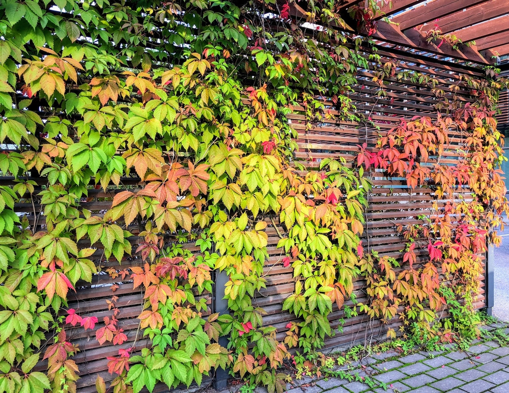Virginia Creeper Vines (Parthenocissus quinquefolia) Bare Root - 5 Fast-Growing Vines