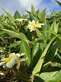 Yellow Plumeria Fresh Unrooted Cutting - 10" | Frangipani Starter Plant, Hawaii Grown