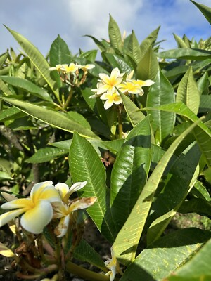 Yellow Plumeria Fresh Unrooted Cutting - 10" | Frangipani Starter Plant, Hawaii Grown