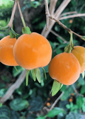 Pitomba Eugenia Luschnathiana Starter Plant (4-6") in Pot – Tropical Fruit Tree