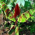 Red Tiger Darjeeling Banana Seeds (Musa sikkimensis) – Cold Hardy, Zone 5