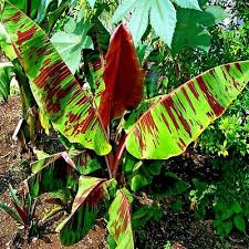 Red Tiger Darjeeling Banana Seeds (Musa sikkimensis) – Cold Hardy, Zone 5