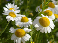 German Chamomile Seeds - Heirloom, Non-GMO, 2,500 Seeds for Tea & Garden