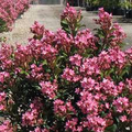 Indian Hawthorn Pink Dancer - 7 Live 6" Unrooted Cuttings (Rhaphiolepis indica) - Evergreen Drought-Tolerant Hedge