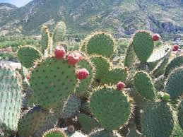Opuntia Oricola Chaparral Prickly Pear Cactus Pad Cutting - 5-7" Tall, 1 Pad, Coastal Los Angeles Origin