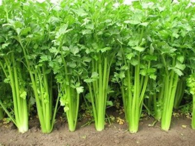 Chinese Celery Seeds - 5,000 Seeds, Heirloom, Non-GMO, Aromatic & Flavorful