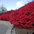 Burning Bush Plant Euonymus alatus | 1-2 Yr Old Live Shrub with Strong Roots